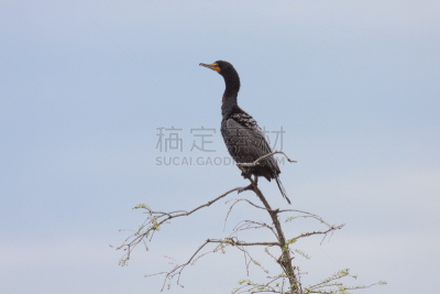鸬鹚,水,天空,水平画幅,鸟类,库克县,野外动物,沼泽,户外,北美歌雀