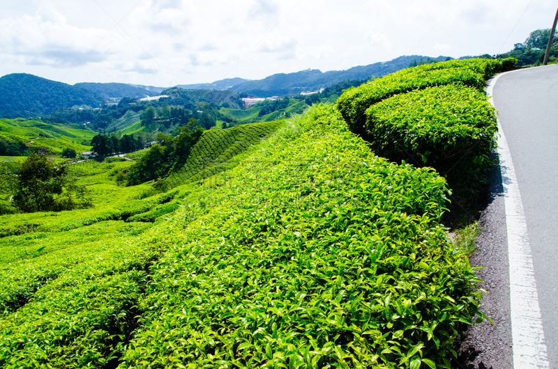 马来西亚,茶树,金马仑高原,斯里兰卡,种植园,天空,夏天,农作物,热带气候,清新