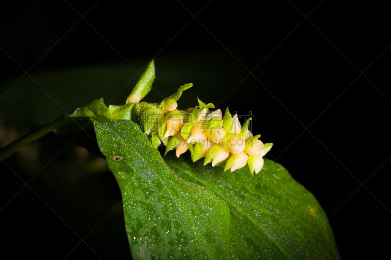 白色,龙,美,泰国人,水平画幅,形状,野外动物,白人,特写,花