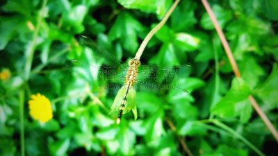 仅一朵花,蜻蜓,黄色,在下面,天空,利河,水平画幅,云,无人,动物身体部位