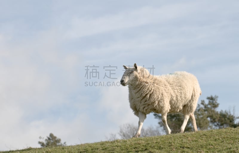 易被击中的目标,咩咩叫,羊群,天空,机敏,水平画幅,英格兰,夏天,偏远的,户外