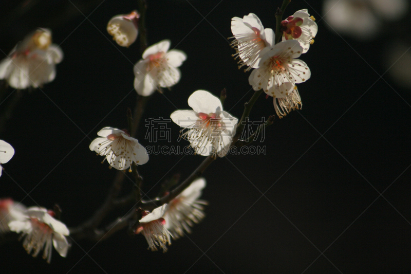 身份,两只动物,部分,木本薄荷,桃色,梅子,梅花,李树,温带的花,美