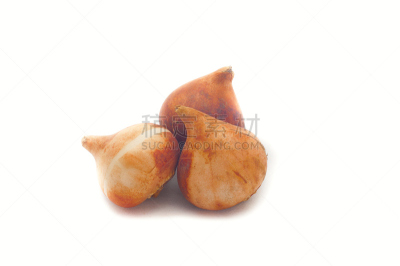 郁金香,花鳞茎,三个物体,铲子,园艺师,美,水平画幅,秋天,九月,商店