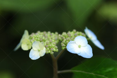 植物群,水平画幅,无人,五月,日本,植物园,春天,植物,东京,八仙花属