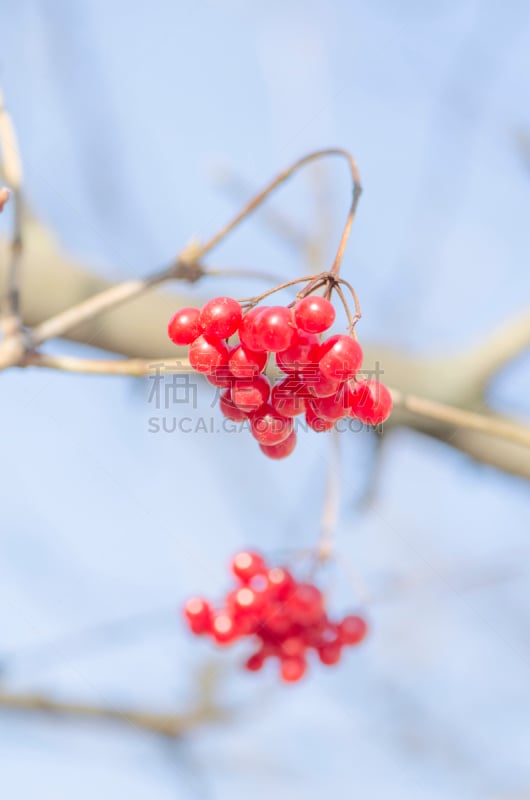 户外,荚莲属,浆果,枝,垂直画幅,美,维生素,圣诞树,夏天