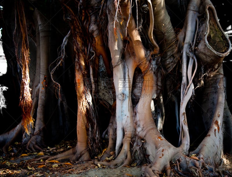 moreton bay fig,自然,水平画幅,根部,无人,巨大的,针叶树,植物,2015年,宏伟