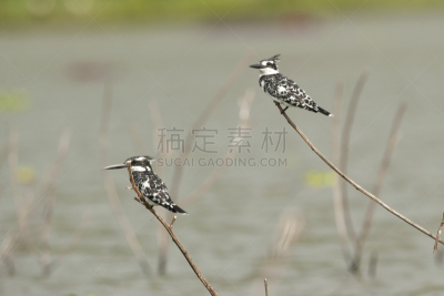 杂色翠鸟,两只动物,纳瓦沙湖,翠鸟,自然,野生动物,水平画幅,鸟类,非洲,动物身体部位