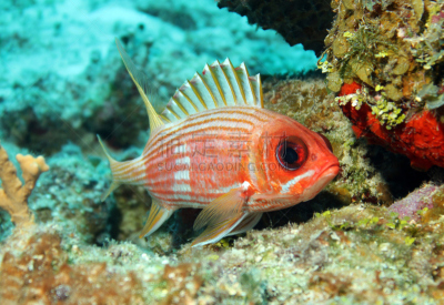 longspine squirrelfish,松鼠鱼,科苏梅尔,珊瑚海,热带鱼,水平画幅,水肺潜水,无人,水下,野外动物