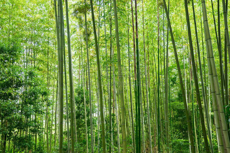 竹林,笋,竹子叶,有节疤的木料,自然,天空,美,水平画幅,绿色,枝繁叶茂