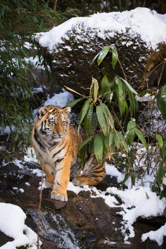 虎,雪,荣格,垂直画幅,野生猫科动物,无人,猫科动物,户外,幼小动物,哺乳纲