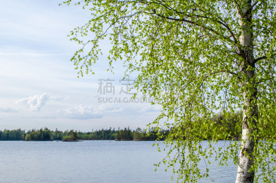 湖,宁静,白桦,天空,水平画幅,枝繁叶茂,无人,夏天,云景,树林