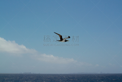 海洋,水平画幅,生态保护区,无人,邮轮,鸟类,野外动物,夏天,户外,图像