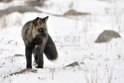 红狐,多样,正面视角,水平画幅,雪,野外动物,户外,丘吉尔镇,哺乳纲,冬天