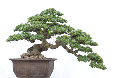 盆景,白色,分离着色,卡蒙,锅,花盆,小的,植物,户外,日本