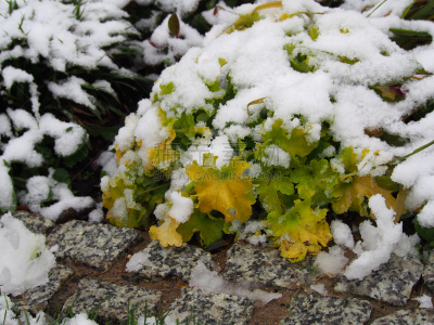 矾根属植物,桔子酱,酸橙,自然,水平画幅,雪,无人,霜,特写,植物