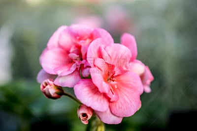 自然,美国,水平画幅,无人,长木花园,宾夕法尼亚,花,摄影