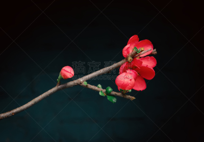 温柏,仅一朵花,皱皮木瓜,玫瑰色的,美,留白,水平画幅,无人,特写,俄罗斯