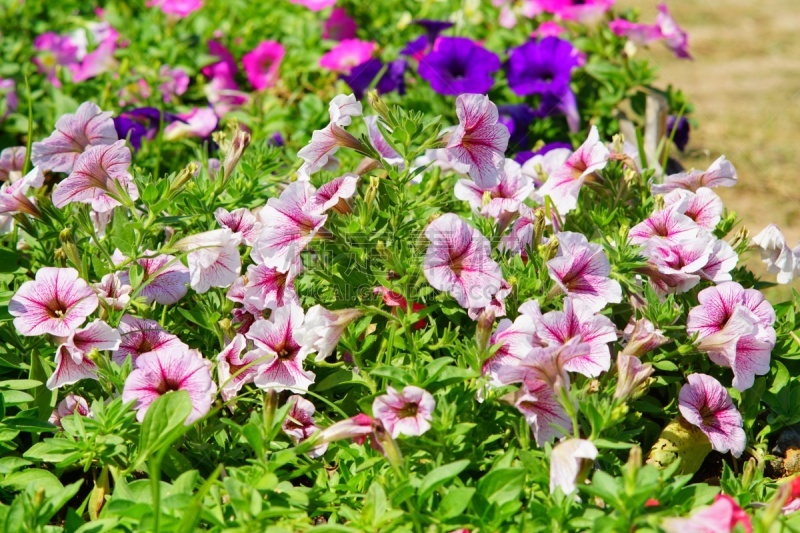 矮牵牛花,紫色,夏天,明亮,清新,花头,绿色,有机食品,野生植物