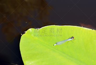 蜻蜓,床单,睡莲,水,水平画幅,湿,夏天,户外,生物学,湖