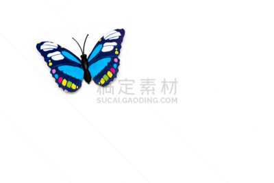 白色背景,蝴蝶,分离着色,背景分离,鳞翅类,英国,翅膀,黑脉金斑蝶,动物,蛾