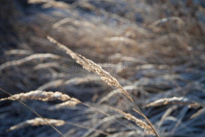 黄花茅,特写,在下面,雪,美,水平画幅,无人,户外,草,刀刃草