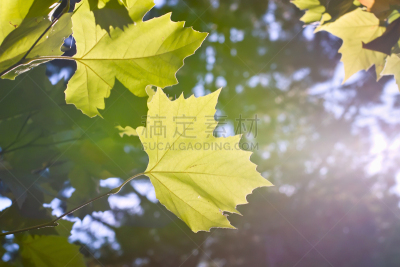 叶子,秋天,悬铃树,美,水平画幅,无人,户外,光,木兰纲,明亮