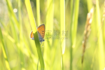 蝴蝶,特写,草地,银饰兰蝶,水平画幅,无人,普通蓝蝴蝶,户外,草,刀刃草