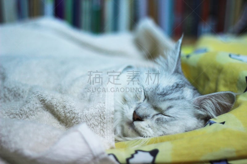 缅因库恩猫,可爱的,床,波斯猫,舒服,泰国,哺乳纲,猫科动物,动物,宠物