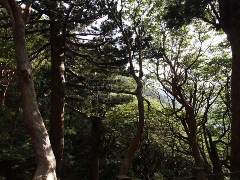 屋久岛,鹿儿岛县,日本,森林,自然,水平画幅,公主,苔藓,旅行者,绳文杉