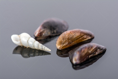 小的,贻贝,灰色背景,自然,饮食,洞,水平画幅,海螺,贝壳,软体动物