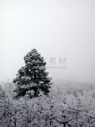 沼穴伊甸;,雪,垂直画幅,天空,橡树林地,冬天,常绿树,光,地平面,雾