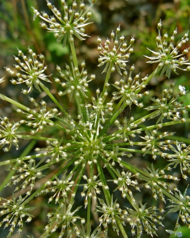 大特写,抽象,Queen Annes Lace,垂直画幅,留白,无人,野胡萝卜花,特写,仅一朵花,生长