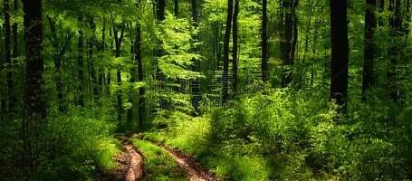 落叶树 落叶树图片 落叶树素材下载 稿定素材