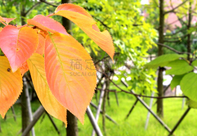 枫叶,水平画幅,橙色,秋天,无人,自然美,水滴,彩色背景,橙色背景,改组