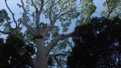 雨林,沙巴州,婆罗洲岛,达浓谷地,生物学,热,热带气候,环境,环境保护,枝繁叶茂
