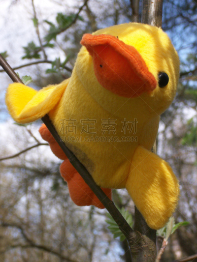 呷呷叫,黄嘴鸭,北弗里西亚,石勒苏益格-荷尔斯泰因,德国北海地区,垂直画幅,欧洲北部,快乐,欧洲,特写