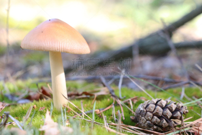 蘑菇,松果,水平画幅,苔藓,户外,生物学,特写,毒蘑菇,树林,干小皮伞菌