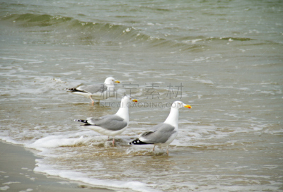 三只动物,水,水平画幅,鸟类,黑脊鸥,户外,海洋,海浪,海滩,海鸟