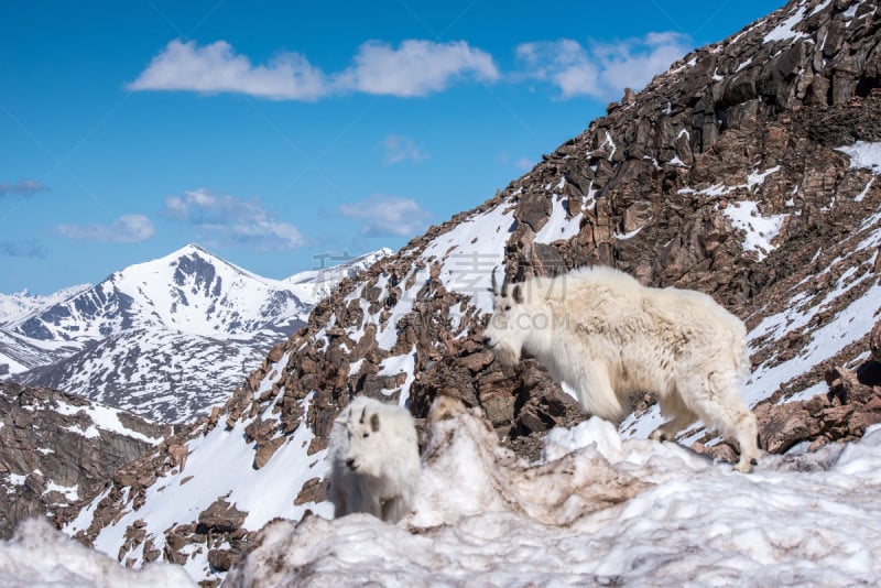 野生白山羊,科罗拉多州,自然,野生动物,埃文斯山荒野地,图像,雪,洛矶山脉,美国,宁静