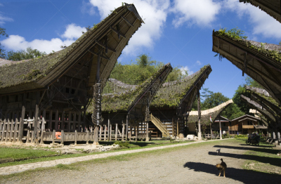 特拉加,乡村,木隔板,著名景点,茅屋屋顶,屋顶,建筑,印度尼西亚,苏拉威西