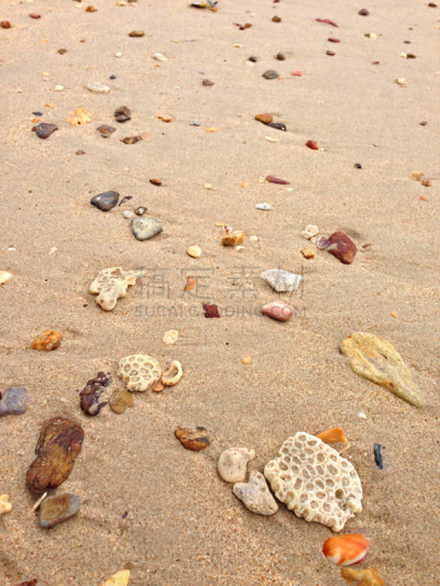 沙子,贝壳,迷宫脑珊瑚,石头,海滩,充满的,自然,垂直画幅,夏天,户外