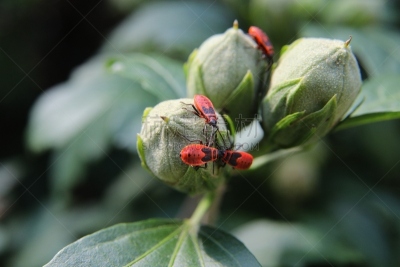 棉二点红蝽象,植物,野生动物,环境,棉,甲虫,小的,动物,夏天,半翅目
