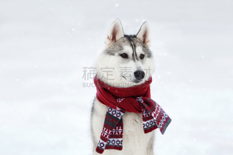 西伯利亚哈士奇犬,狗,围巾,红色,驯鹿角服装,russell,雪橇犬,动物耳朵,毛衣,雪