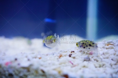河豚,水,美,水平画幅,水肺潜水,刺河豚,无人,水下,安达曼海,动物习性