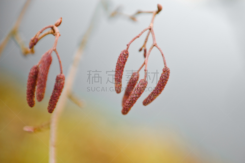 飞絮柳,桤树,榛子树,新的,水平画幅,无人,植物,新生活,冬天,悬挂的