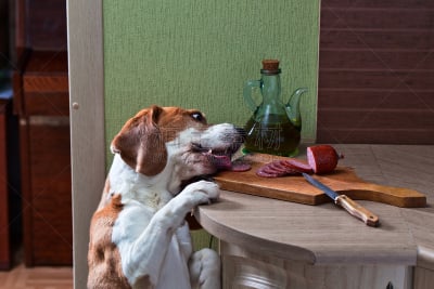 厨房,比格犬,动物舌头,褐色,动物嘴,寻回犬,水平画幅,墙,家庭生活,家具