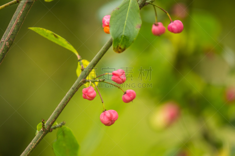 桃叶卫矛,自然,水果,秋天,色彩鲜艳,特写,自然美,美,水平画幅,无人