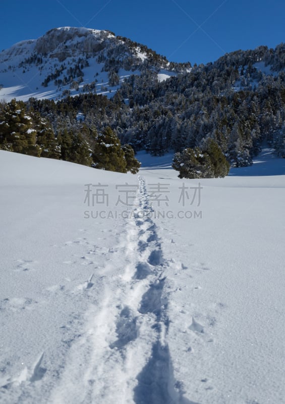 脚印,雪,寒冷,空的,法国,the vercors,深雪,松树,户外,天空