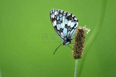 大理石条纹粉蝶,蛱蝶,家蝇,奥登瓦尔德,神迹,美,留白,水平画幅,蝴蝶,优美