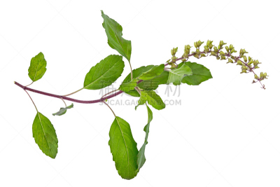 罗勒,叶子,芳香的,水平画幅,绿色,无人,嫩枝,有机食品,香料,背景分离